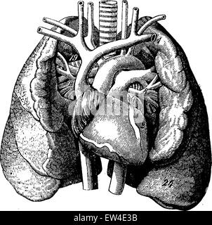 Das Herz in der Mitte der Lunge, graviert Vintage Illustration. La Vie Dans la Nature, 1890. Stock Vektor