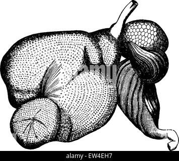 Wiederkäuern Magen graviert Vintage Illustration. La Vie Dans la Nature, 1890. Stock Vektor