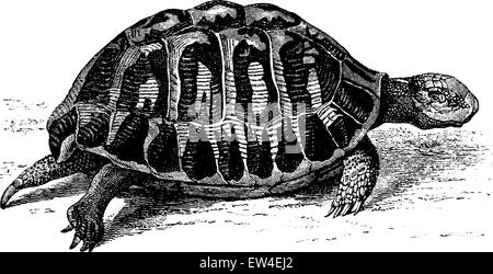 Griechische Schildkröte Gravur Vintage Illustration. Von La Vie Dans la Nature, 1890. Stock Vektor