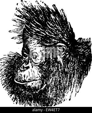 Der Orang-Utan-Kopf eingraviert Vintage Illustration. Naturgeschichte der Tiere, 1880. Stock Vektor