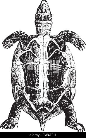 Griechische Schildkröte oder Sporn-thighed Tortoise, graviert Vintage Illustration. Naturgeschichte der Tiere, 1880. Stock Vektor