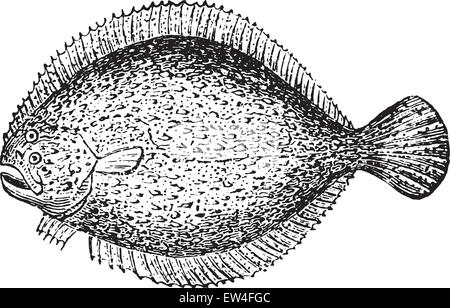 Steinbutt, graviert Vintage Illustration. Naturgeschichte der Tiere, 1880. Stock Vektor