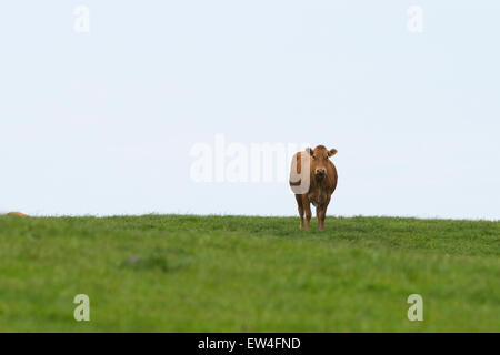 A brown cow grazing in a green field with a sunny sky. Stockfoto