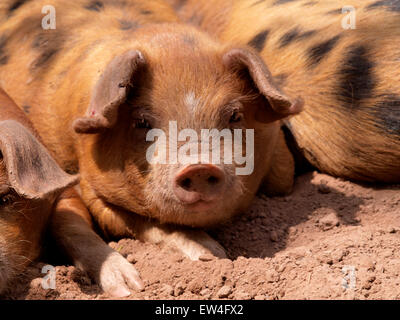 Niedliche Oxford Sandy und schwarzen Ferkel, UK Stockfoto