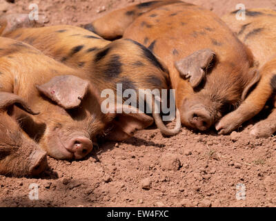 Niedliche Oxford Sandy und schwarzen Ferkel, UK Stockfoto