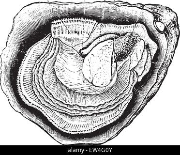 Anatomie der Auster, graviert Vintage Illustration. Naturgeschichte der Tiere, 1880. Stock Vektor
