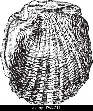 Perle Taube, Vintage gravierten Abbildung. Naturgeschichte der Tiere, 1880. Stock Vektor