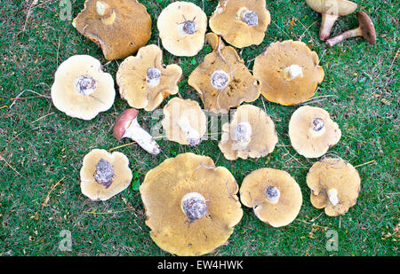 Bolete Pilze (rutschige Buben). Stockfoto