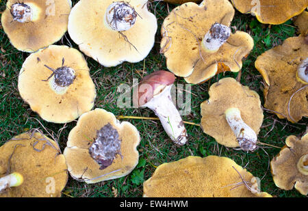 Bolete Pilze (rutschige Buben). Stockfoto