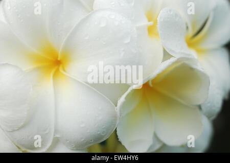 Plumeria Makro Nahaufnahme Nähe taufrischen Wasser Tropfen Tropfen Stockfoto