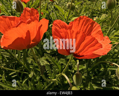 Orientalischer Mohn in voller Blüte "Papaver Orientale". Stockfoto