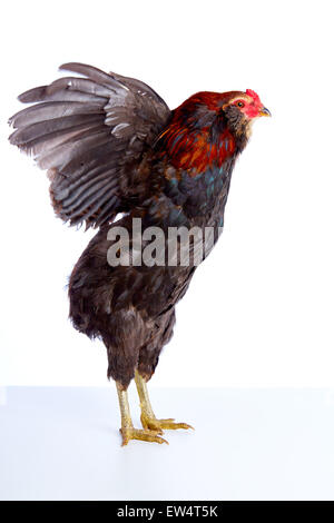 Männliche Hahn Araucana Ostern Egger Rasse in weißem Hintergrund Stockfoto