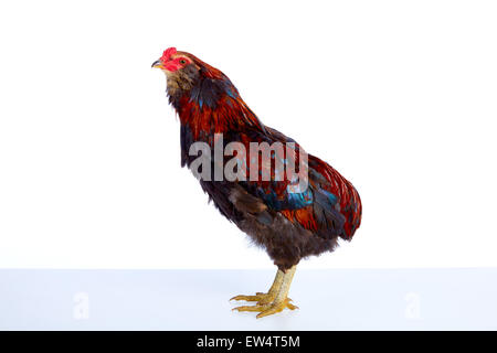 Männliche Hahn Araucana Ostern Egger Rasse in weißem Hintergrund Stockfoto