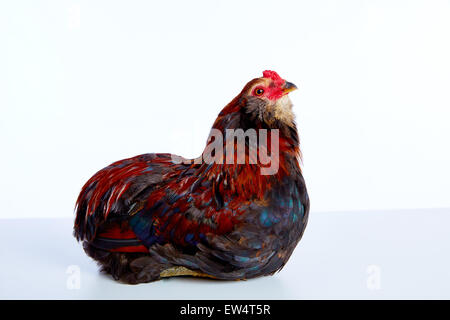 Männliche Hahn Araucana Ostern Egger Rasse in weißem Hintergrund Stockfoto