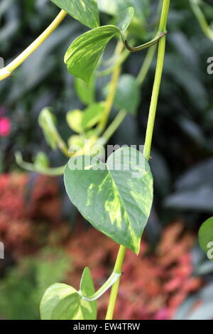 Nahaufnahme von Epipiremnum Aureum oder auch bekannt als Golden Pathos oder des Teufels Efeu Stockfoto