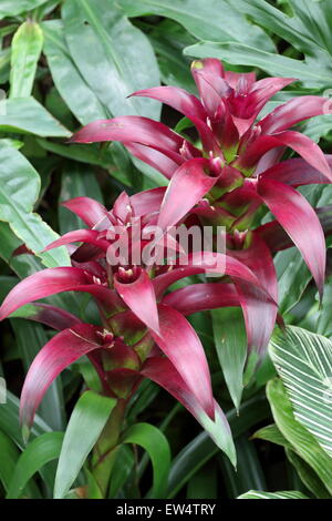 Bromelie Guzmanie oder auch bekannt als Bromeliaceae Stockfoto