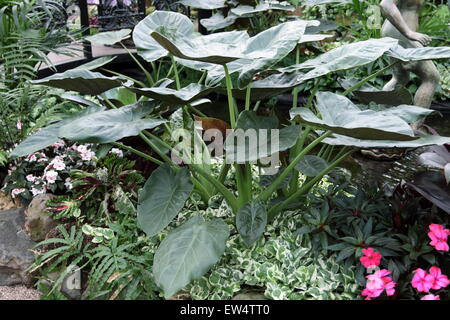 Elefanten-Ohr-Anlagen oder auch bekannt als Colocasia oder Taro Stockfoto