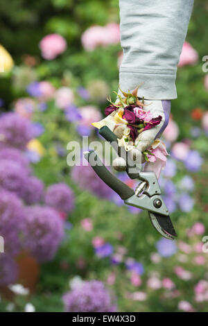 Gärtner, Garten-Ringelblume Handschuhe tragen deadheaded Rosen und Gartenschere in einem Garten Stockfoto