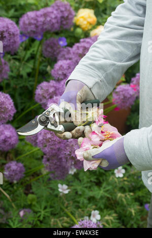 Gärtner tragen Gartenhandschuhe deadheading Rosen mit Gartenschere in einem Garten Stockfoto