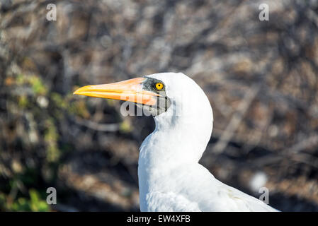 Detailansicht einer Nazca Booby auf Genovesa Insel der Galapagos-Insel in Ecuador Stockfoto