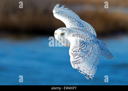 Schneeeule im Flug Stockfoto