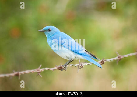 Eine schöne männliche Mountain Bluebird (Sialia Currucoides) thront auf Stacheldraht in der Nähe von Tofield, Alberta, Kanada. Stockfoto