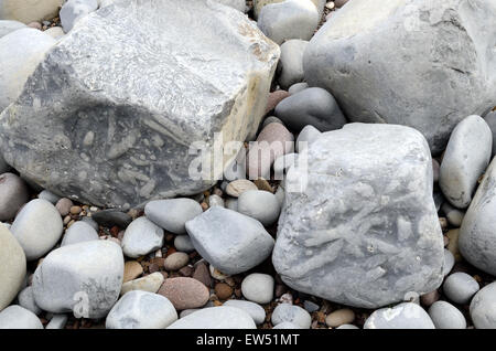 Fossilien eingebettet in Felsen Lilstock Beach Kilve Somerset England Stockfoto