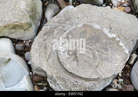 Fossilien eingebettet in Felsen Lilstock Beach Kilve Somerset England Stockfoto