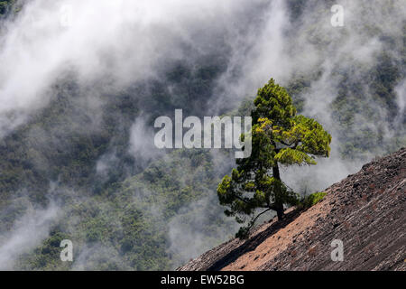 Kanarische Kiefer (Pinus Canariensis), Wolken an der Cumbre Nueva hinter La Palma, Kanarische Inseln, Spanien Stockfoto