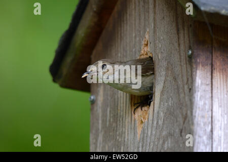 Europäische Trauerschnäpper (Ficedula Hypoleuca), Schmutzentfernung die Jungvögel aus dem Nistkasten, Deutschland Stockfoto