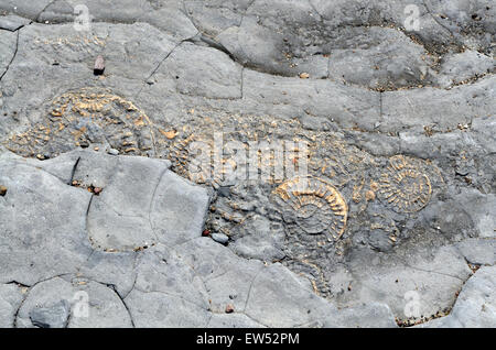 Fossilien eingebettet in Felsen Lilstock Beach Kilve Somerset England Stockfoto