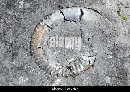 Fossilien eingebettet in Felsen Lilstock Beach KIlve Somerset England Stockfoto