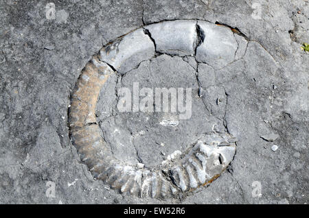 Fossilien eingebettet in Felsen Lilstock Strand Somerset England Stockfoto