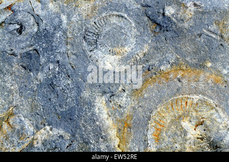 Fossilien eingebettet in Felsen Lilstock Beach Kilve Somerset England Stockfoto