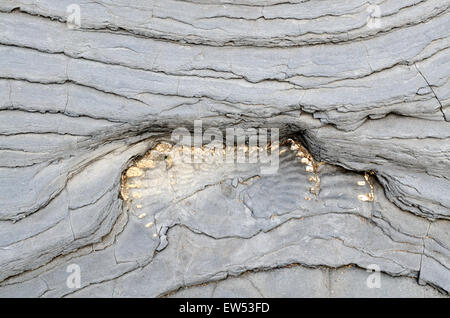 Fossilien eingebettet in Felsen Lilstock Beach Kilve Somerset England Stockfoto