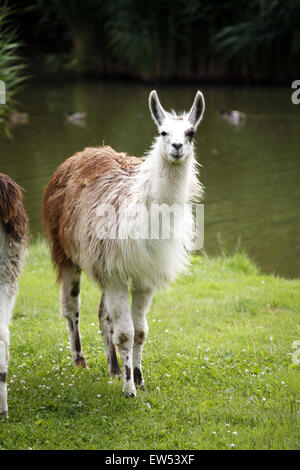 Schöne junge Lamas grasen auf der Wiese Stockfoto