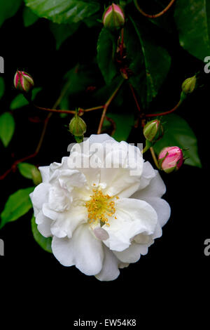 Porträt der schönen Adelaide d ' Orleans Rose wächst in einem Land Garten in Wiltshire, England. Stockfoto