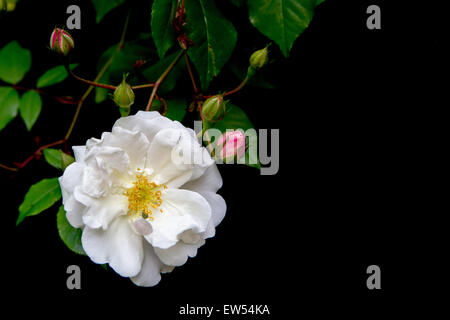 Porträt der schönen Adelaide d ' Orleans Rose wächst in einem Land Garten in Wiltshire, England. Stockfoto