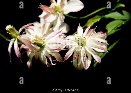 Porträt von hübschen Frühjahr blühende Clematis Montana, Marjorie wächst in einem Land Garten in England, UK. Stockfoto