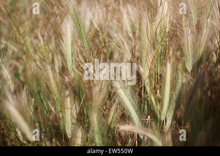 Späten Frühjahr Anfang Sommer Wildblumen der Türkei. Foto in Göreme Türkei. Stockfoto