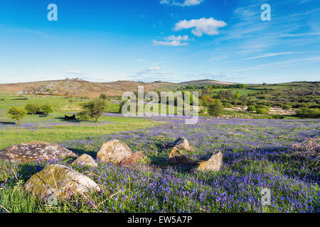 Sommer-Glockenblumen bei Holwell Rasen auf Dartmoor National Park in Devon Stockfoto