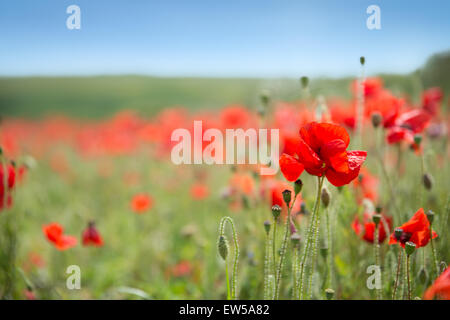 Selektiven Fokus von Mohn mit einem unscharfen Hintergrund Stockfoto
