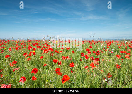 Wiese von Mohn und wilde Blumen in West Pentire in der Nähe von Newquay in Cornwall mit unscharfen Hintergrund Stockfoto