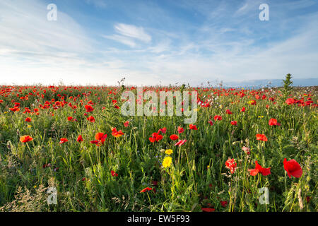Eine Sommerwiese lebendige Wildblumen und Feld Mohn am West Pentire in der Nähe Crantock in Cornwall Stockfoto