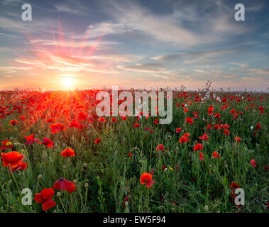 Sonnenuntergang über einem Feld von pulsierenden roten Mohnblumen und Wildblumen Stockfoto