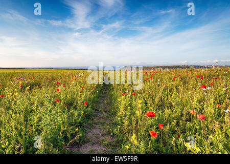 Ein Weg durch eine Wildblumenwiese der Mohn und Mais Ringelblumen in West Pentire oberhalb des Strandes in Crantock in Cornwall Stockfoto