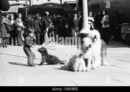 Der Hund, die hat zu gähnen zu bestellen. 27. März 1973 fand ein Vorsingen in Broad Court aus Drury Lane, London, um einen ruhigen gelangweilt Mischling Hund, in der Lage, auf ein Stichwort Gähnen zu finden. Der Hund musste für den Teil der Krabbe in den Felsen musikalische "zwei Herren von Veron Stockfoto