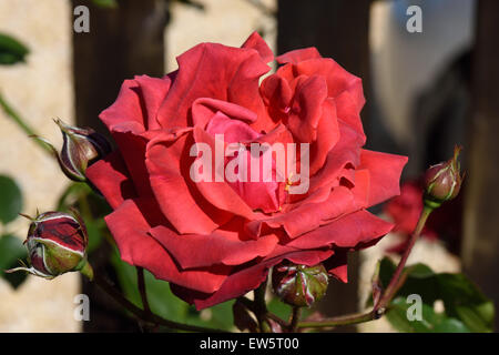 Eine dunkelrote Blüte auf eine Kletter rose "Danse du Feu" mit Blütenknospen im Frühsommer, Berkshire, Juni Stockfoto