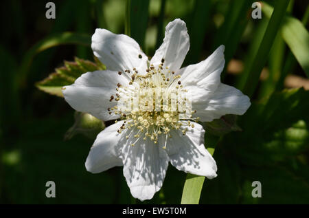 Eine Brombeere oder Brombeere, Rubus Fruticosus, weiße Rosengewächse Blume, Berkshire, Juni Stockfoto