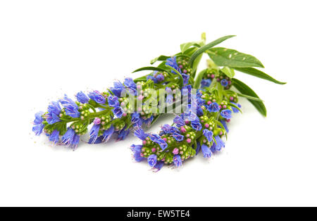 Flora von Gran Canaria - Echium Callithyrsum, blaue Bugloss von Gran Canaria, Blütenstand isoliert auf weiss Stockfoto